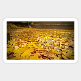 Path of Golden Leaves Magnet